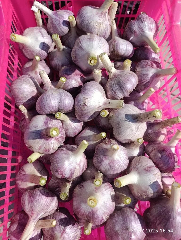 Продам чеснок зимний