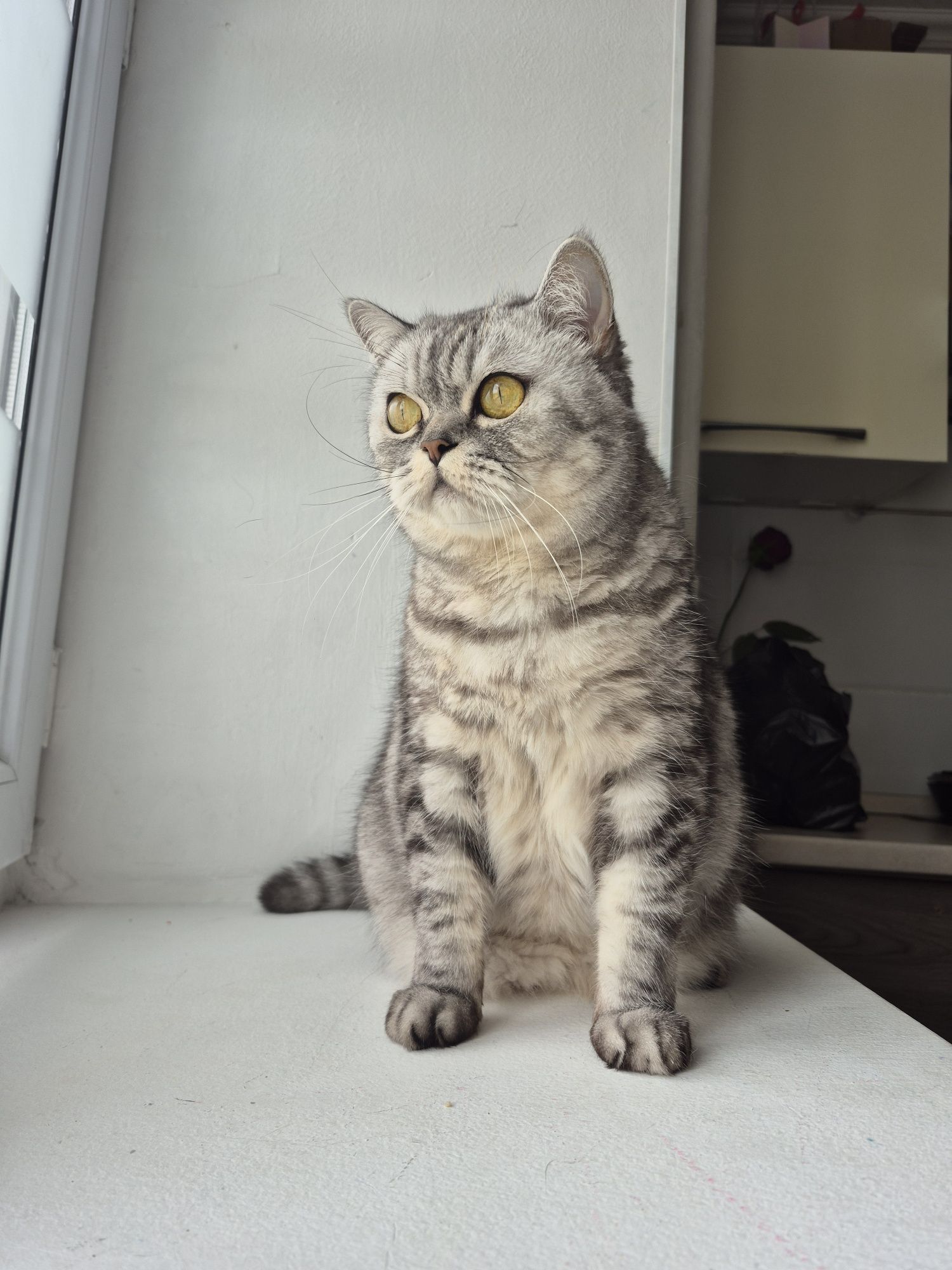 Отдам кошку породы  в любящую и добрую семью