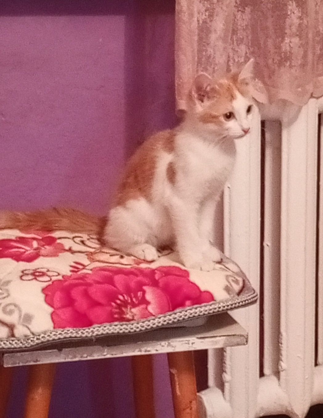 Пристраивается котик