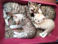 Отдам котят в добрые руки