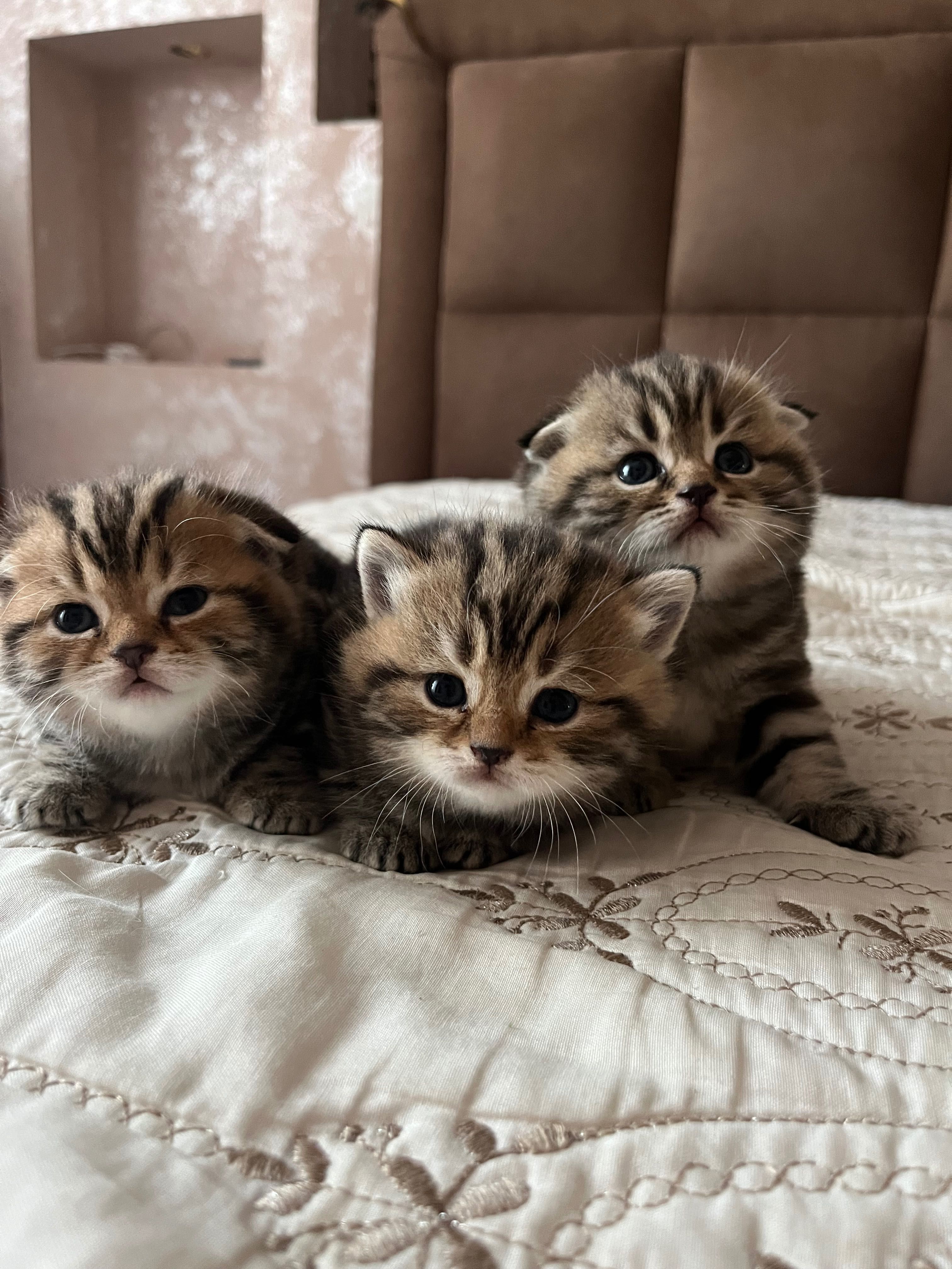 Котята скотиш страйт и фолд