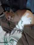 Котята кошки даром
