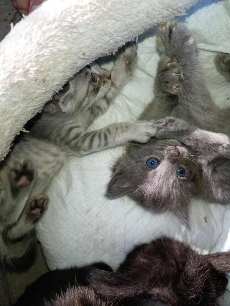 Котята в самые добрые любящие руки