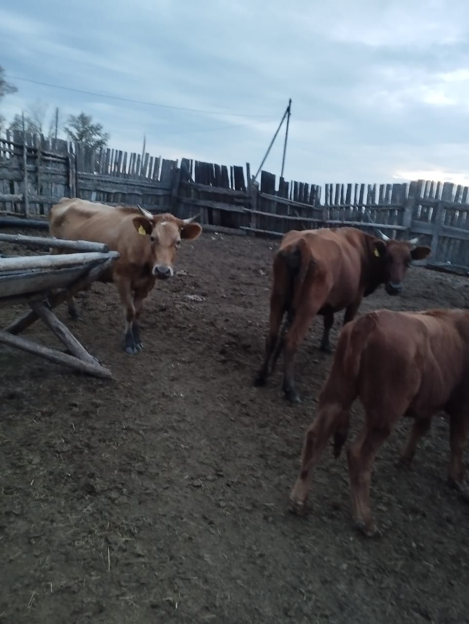 Продам 2 коровы .
