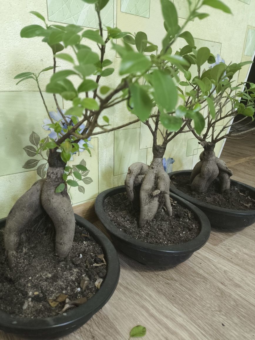 Продам бонсай Фикус