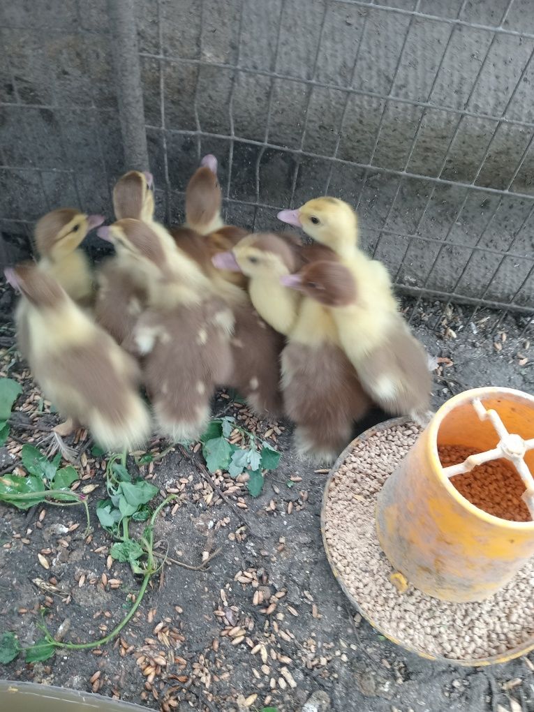 Продам индоутят 3 суточных.