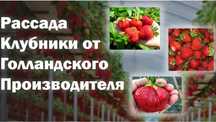 Рассада клубники
