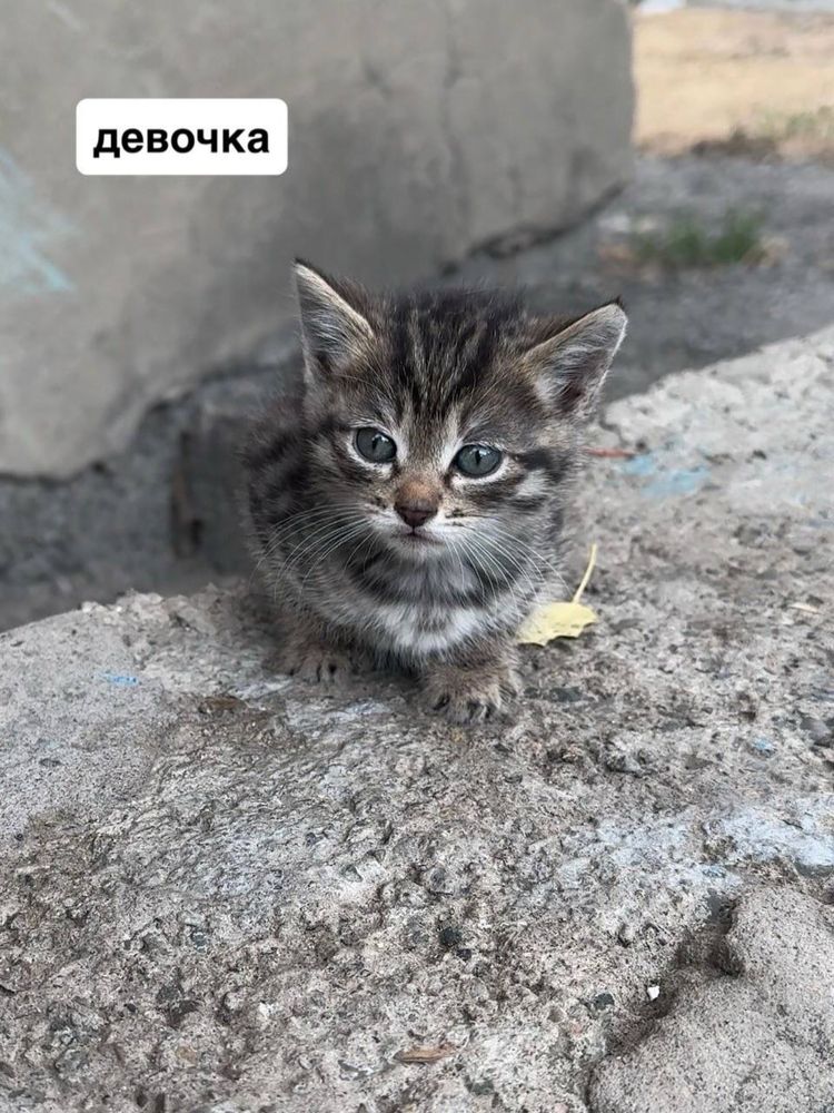 Срочно в добрые руки