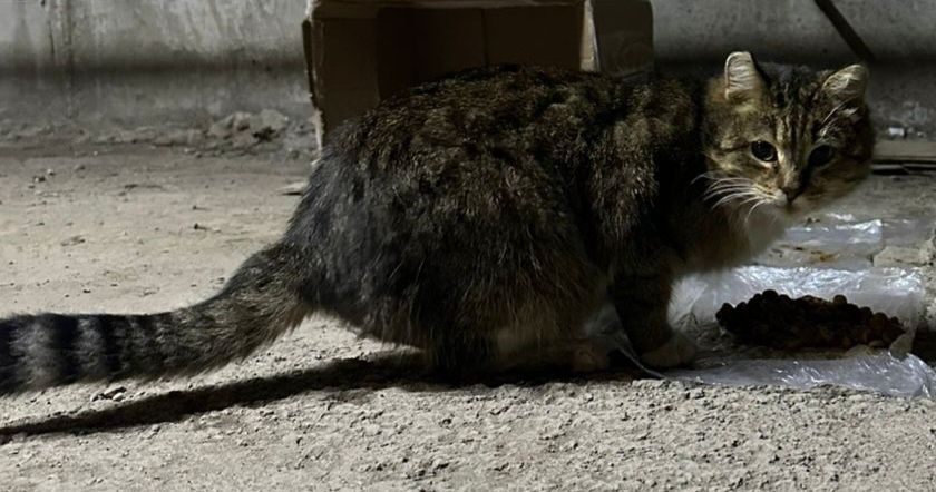 Ищем кота которого увезли 18 октября