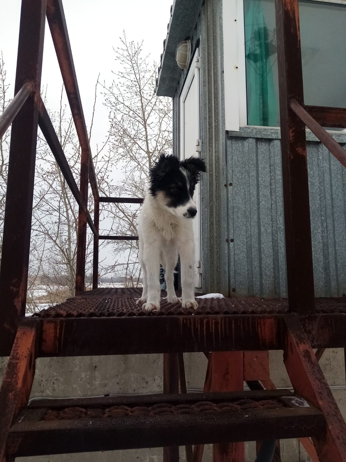 Отдам в добрые руки