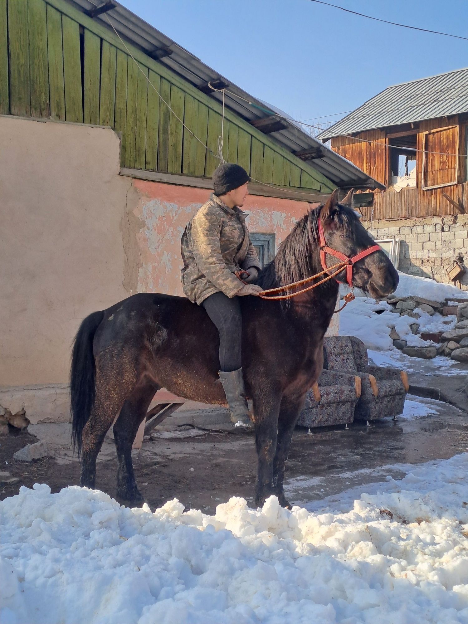 Продаю шикарныйх жеребцов