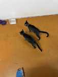 Отдам котят в хорошие руки