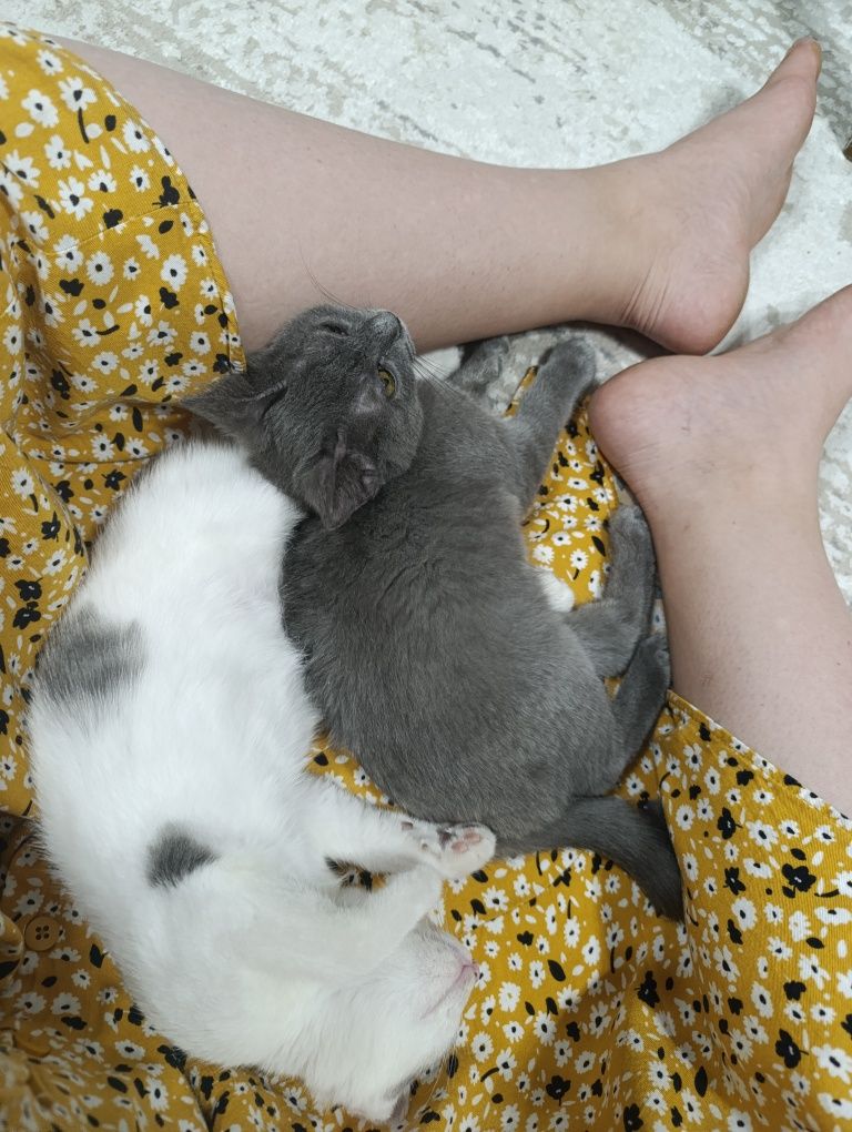 Отдам двух кошечек