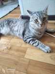 Отдаем кота хороши руки,кот домашний