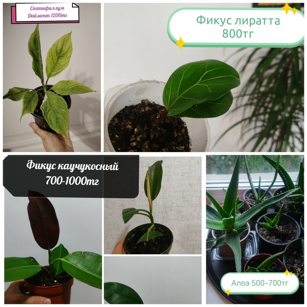 Фикус  Спатифиллюм  алое вера.