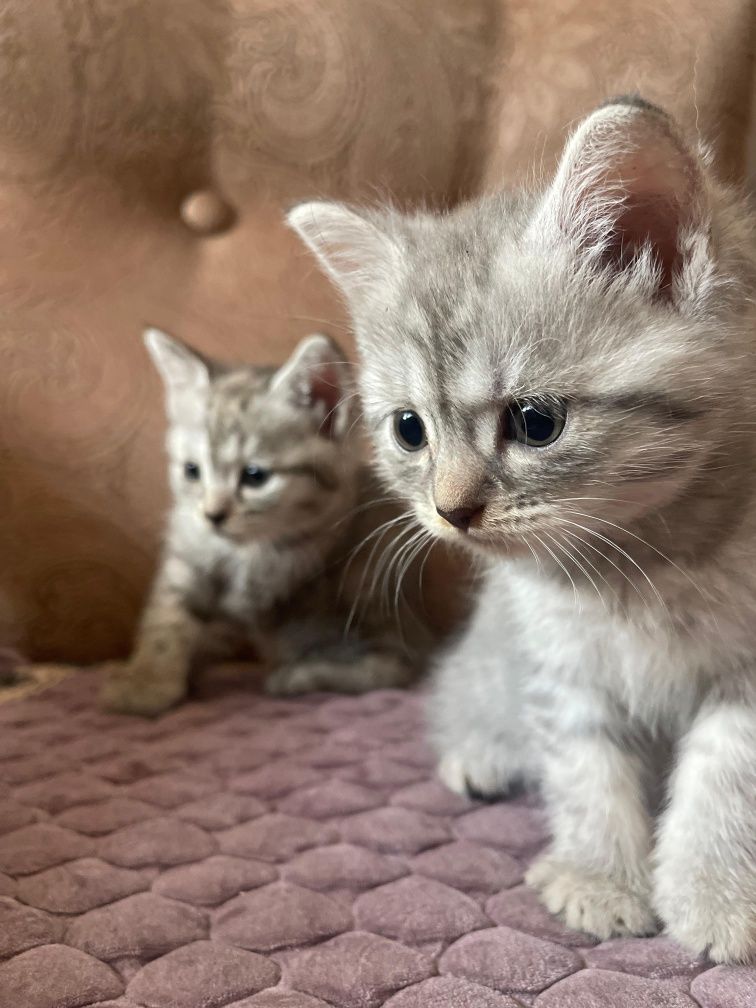 Котята в добрые ручки!