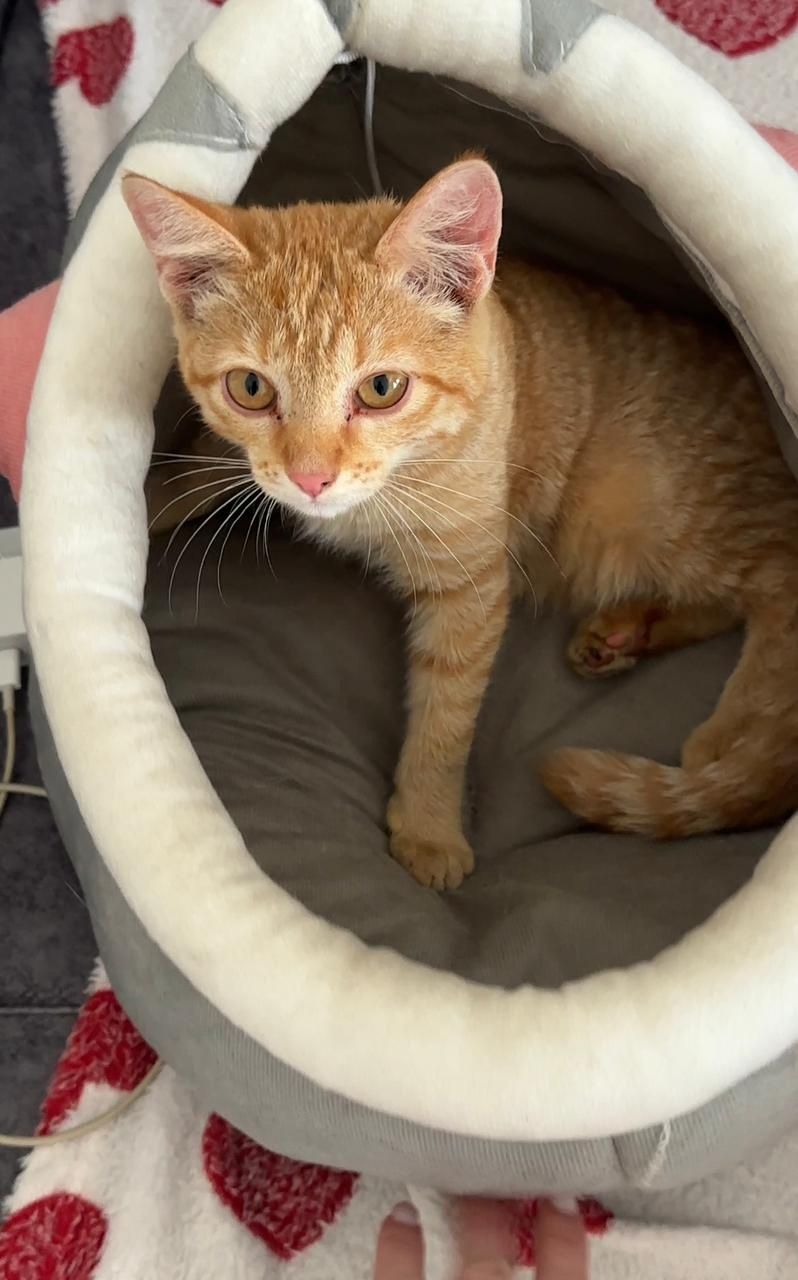 Котенок мальчик в хорошие руки