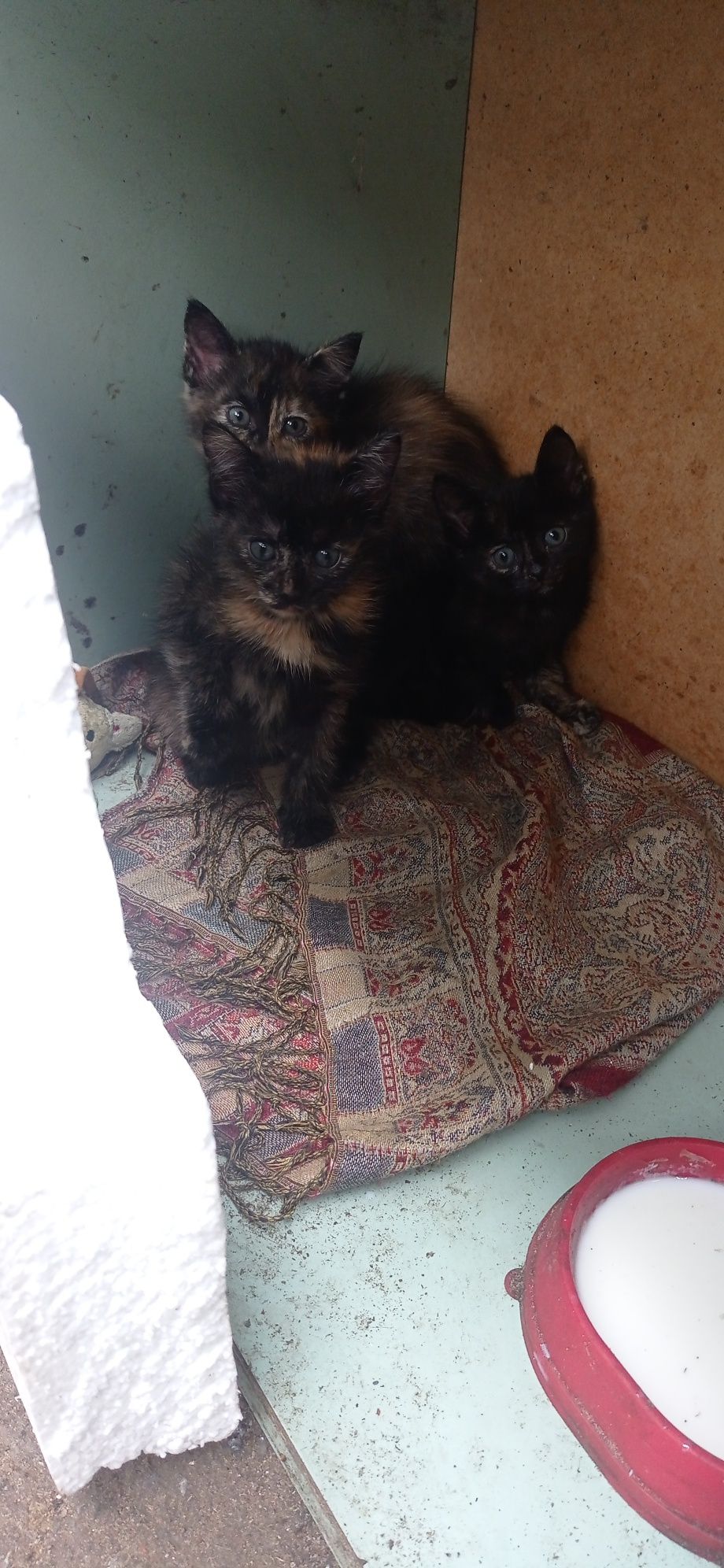 Котята,малыши,три девочки