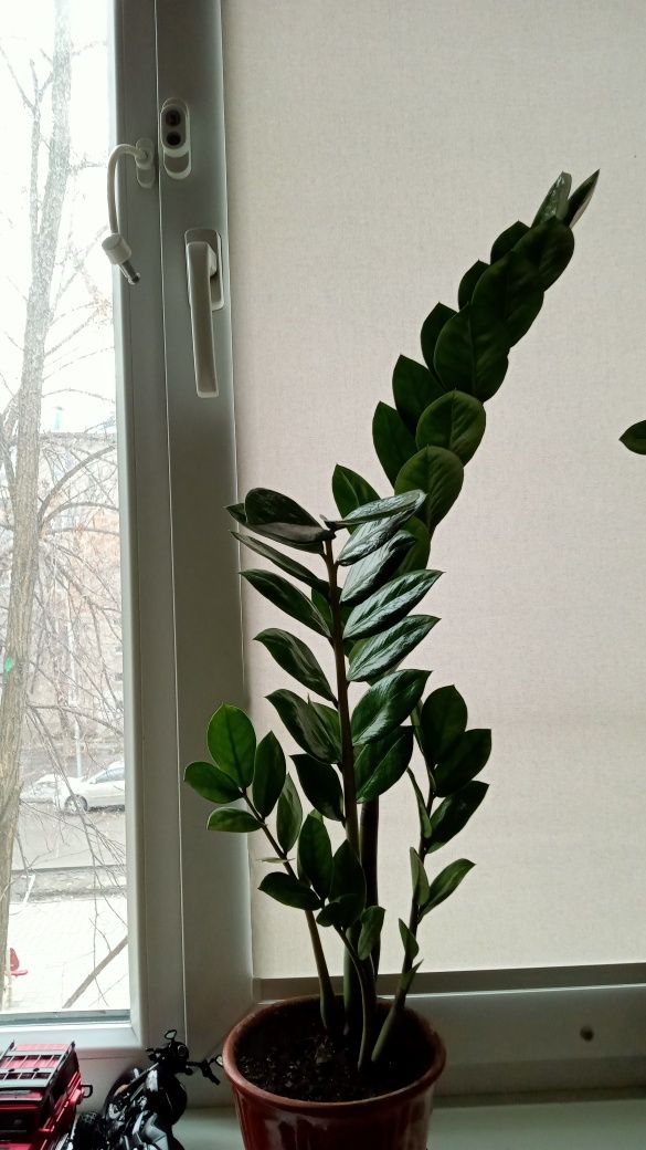 СРОЧНО!!! Замиокулькасы, долларовое дерево
