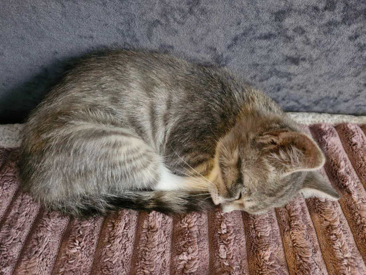 Котенок (мальчик)