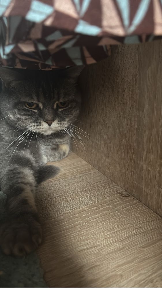 Кошка британская