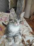 Котенок в хорошие руки