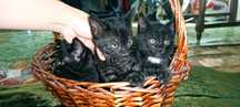 Котёнки,отдам бесплатно