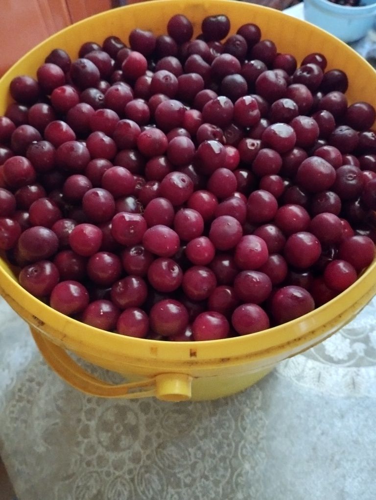Сочная дачная вишня