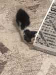 Бесплатно дам котят