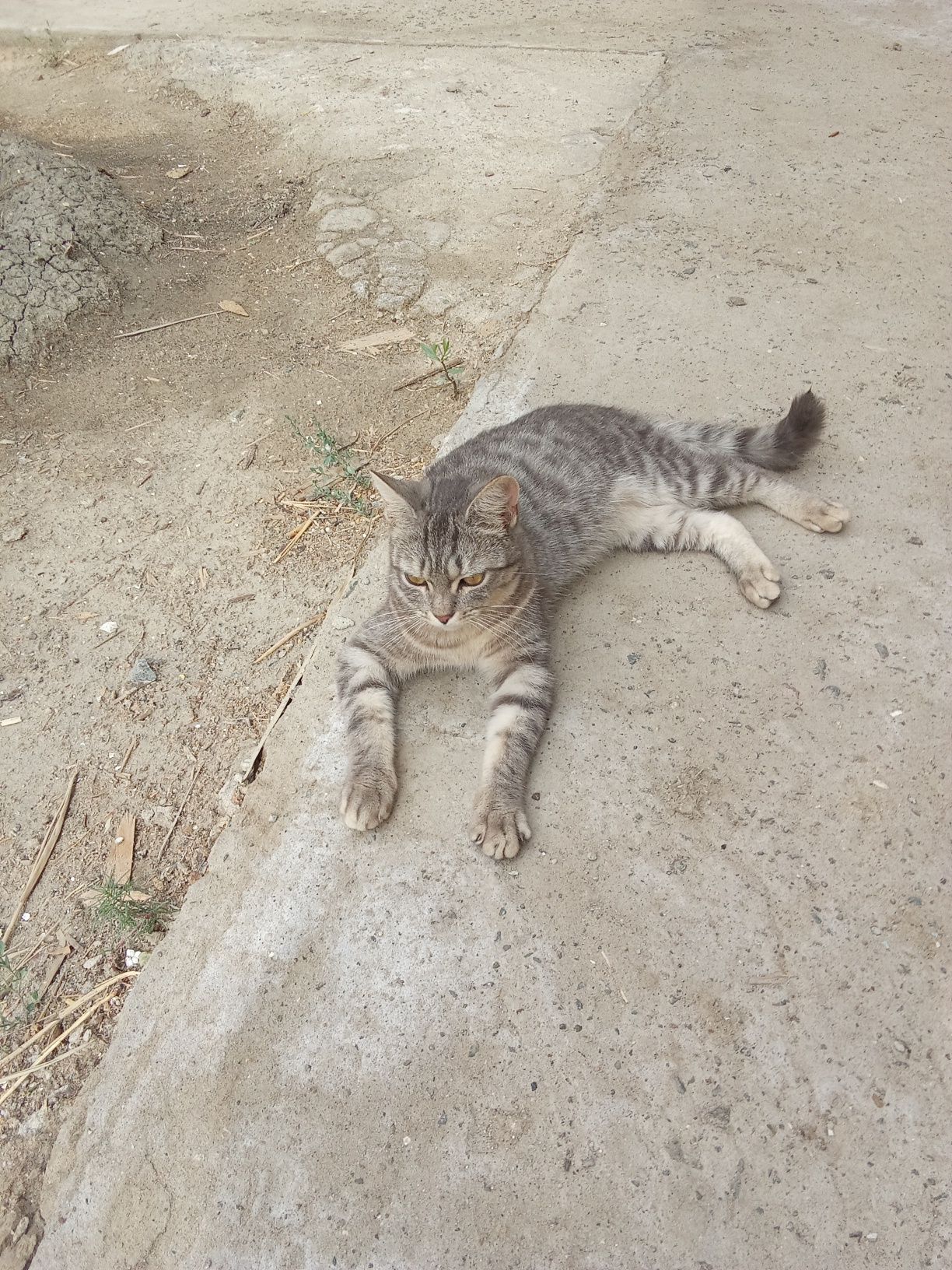 Отдам даром, котика