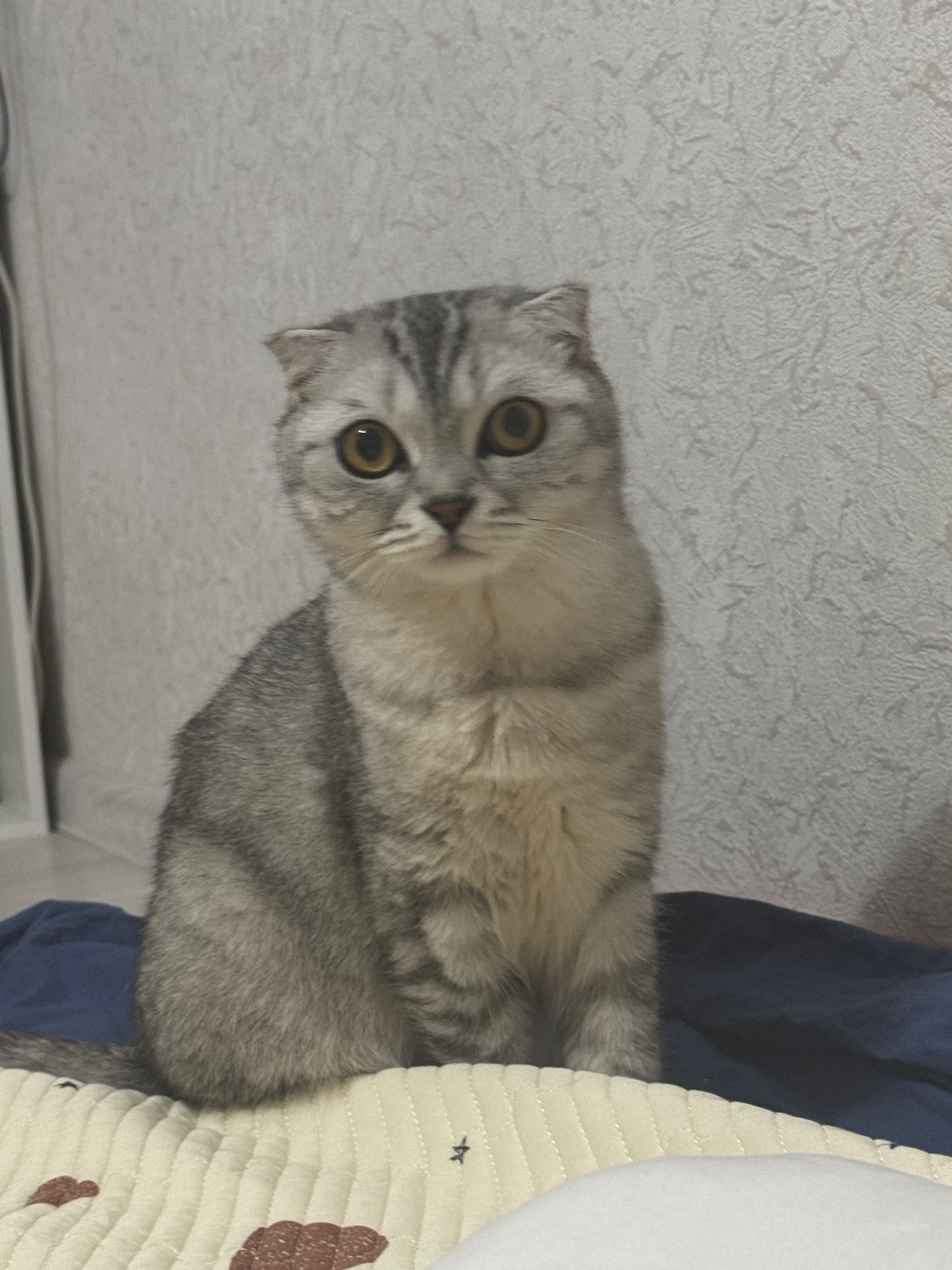 Кошка шотландская