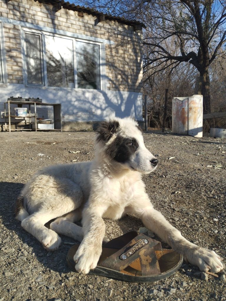 Кушык жогалды корген былген адамдар болса жазыныздар суйыншысы 10000тг