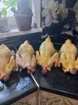 Продам мясо кусочек родились  весной  .жирные . Жёлтые 1 кг 2500т