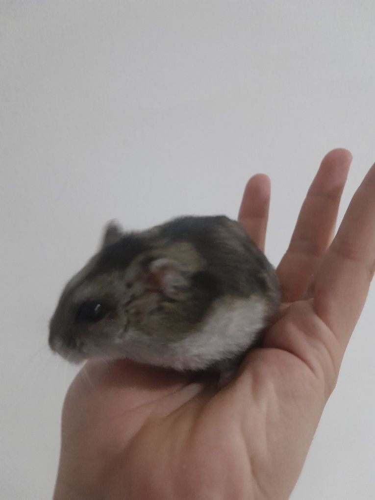 Хомяк с клеткой,девочка