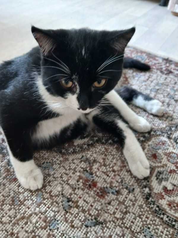 Симпатичные  КОТЯТА