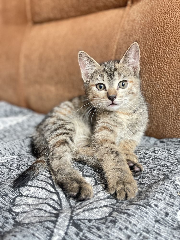 Котенка отдам в добрые руки