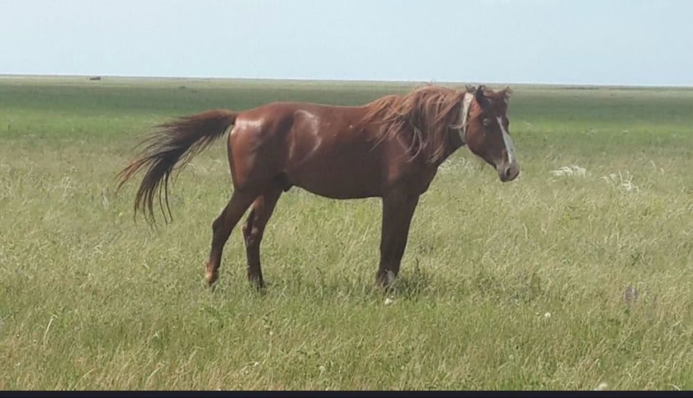 Продам табун лошадей