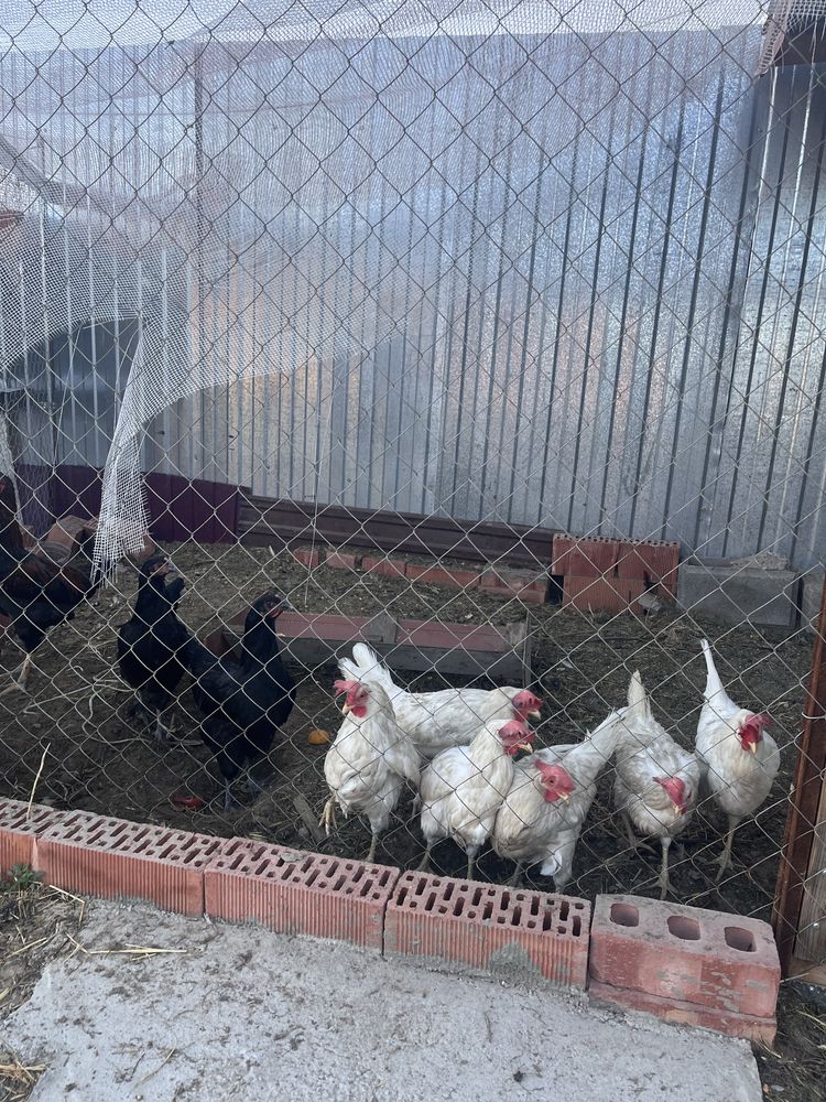 Продам курей несушка