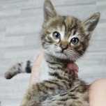 Кошечка, 5-6 недель