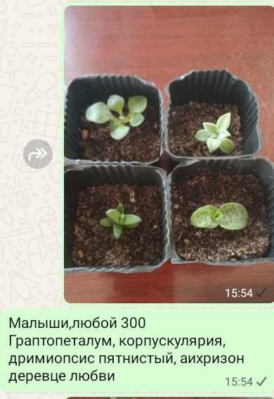 Суккуленты,укореняшки и срезы