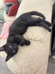 Котенок мальчик 4 м