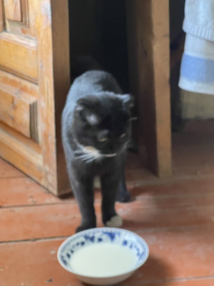 Парода Скоттиш фолд