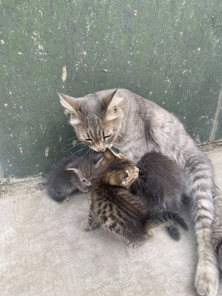 Продаем котята на хорошие руки