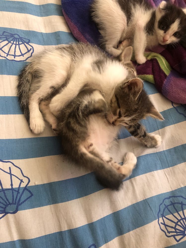 Отдаю кошек даром