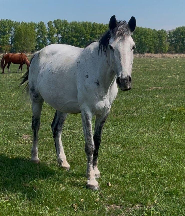 Продам кобыл Усть-Каменогорск