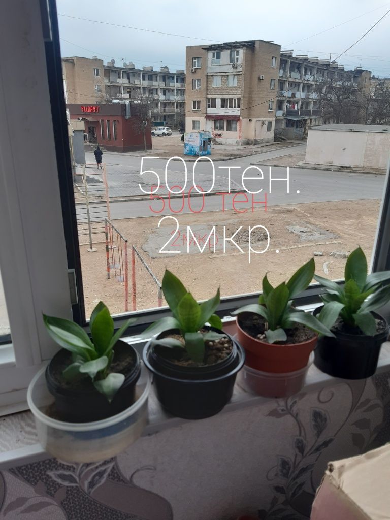 Комнатные цветы.