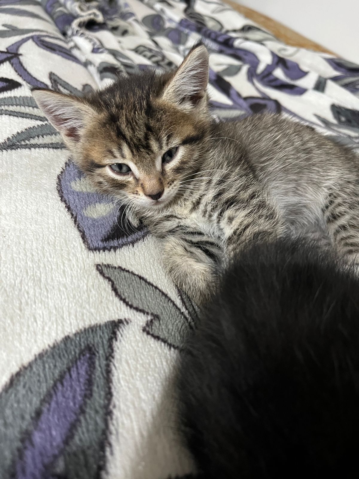 Отдам котят бесплатно
