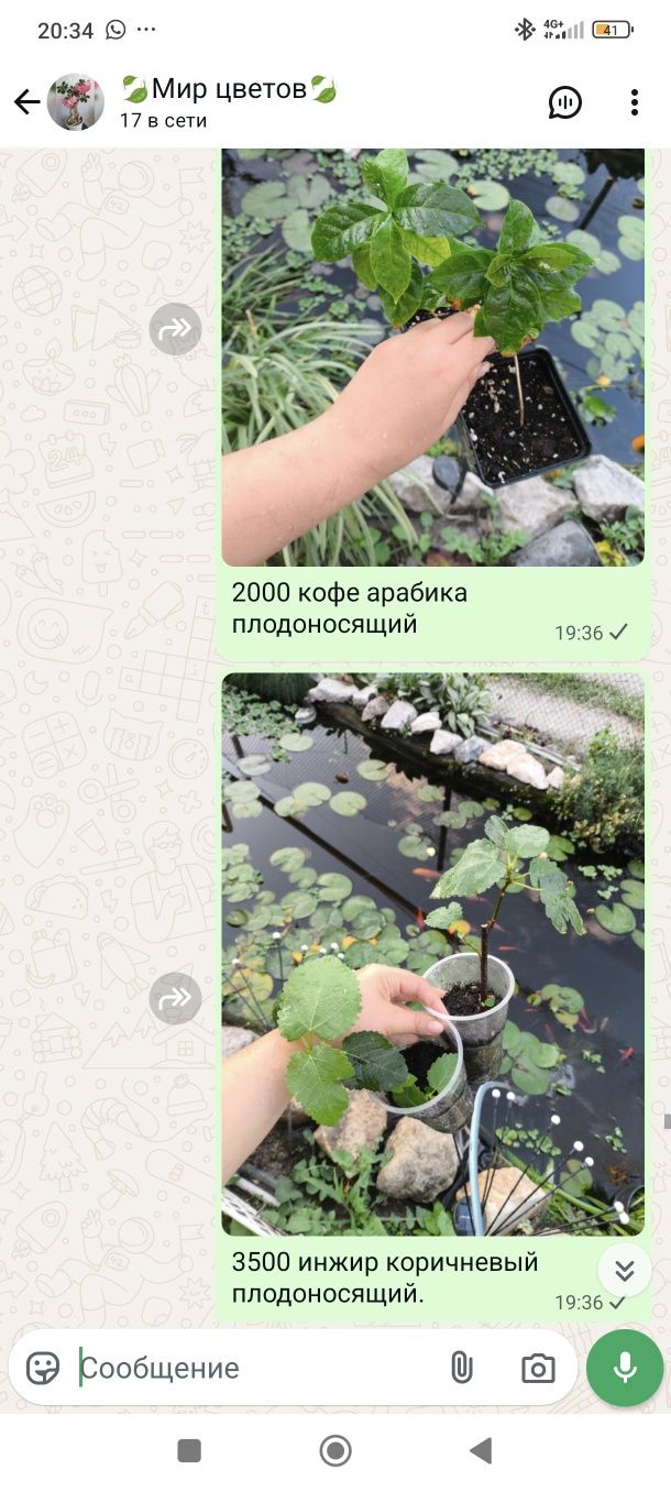 Цветы комнатные растения в ассортименте