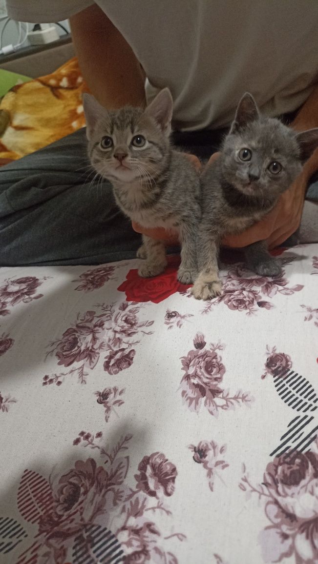Котята, родились 25.05.25