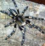 Н/о Poecilotheria bara